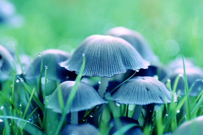 What Is An Umbrella Policy? 5 Reasons High-Earners Need One